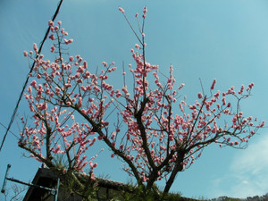 Sany0222