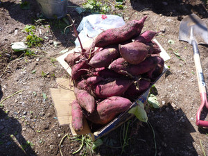 P1000254
