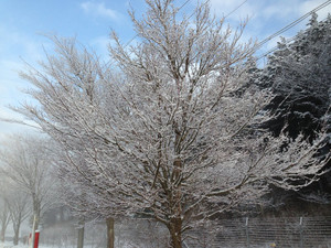 Img_0786 Img_0786