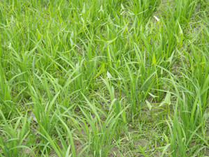 Imgp0358 Imgp0358